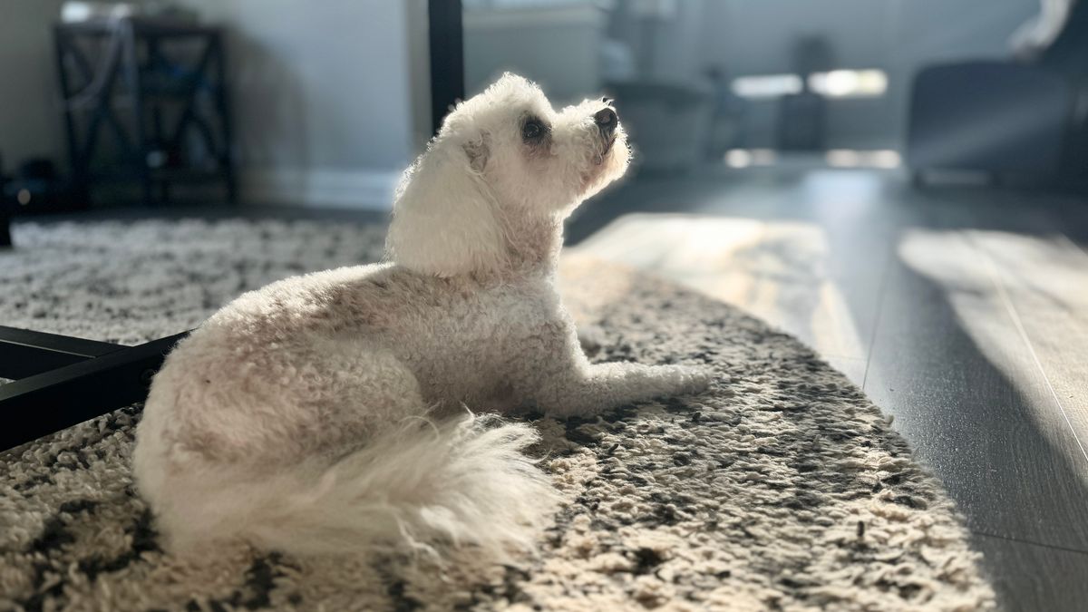 Norm, a Bichon dog